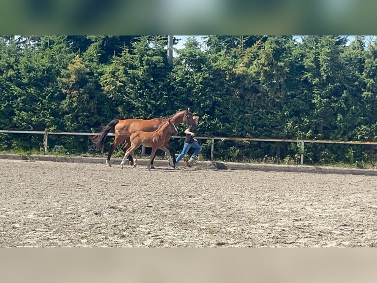 Oldenbourg Jument 11 Ans 174 cm Bai brun in Saßen-Trantow