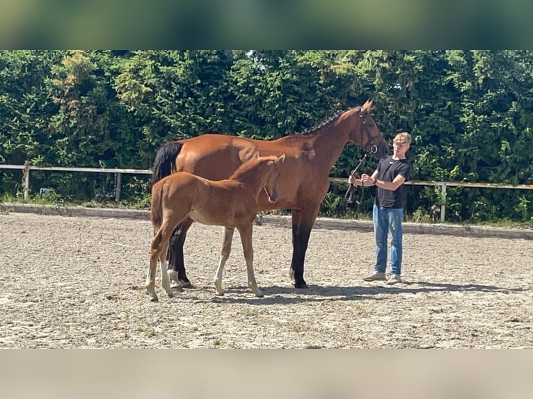 Oldenbourg Jument 11 Ans 174 cm Bai brun in Saßen-Trantow