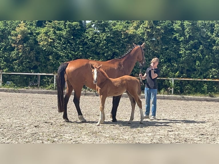 Oldenbourg Jument 11 Ans 174 cm Bai brun in Saßen-Trantow