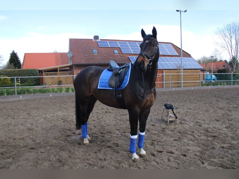 Oldenbourg Jument 11 Ans 174 cm Bai in Großheide