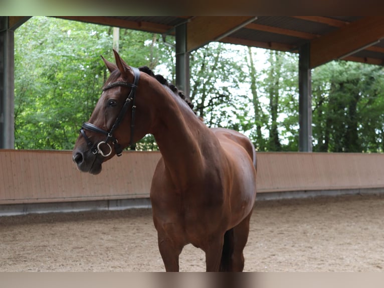 Oldenbourg Jument 11 Ans 175 cm Alezan brûlé in Wiesloch