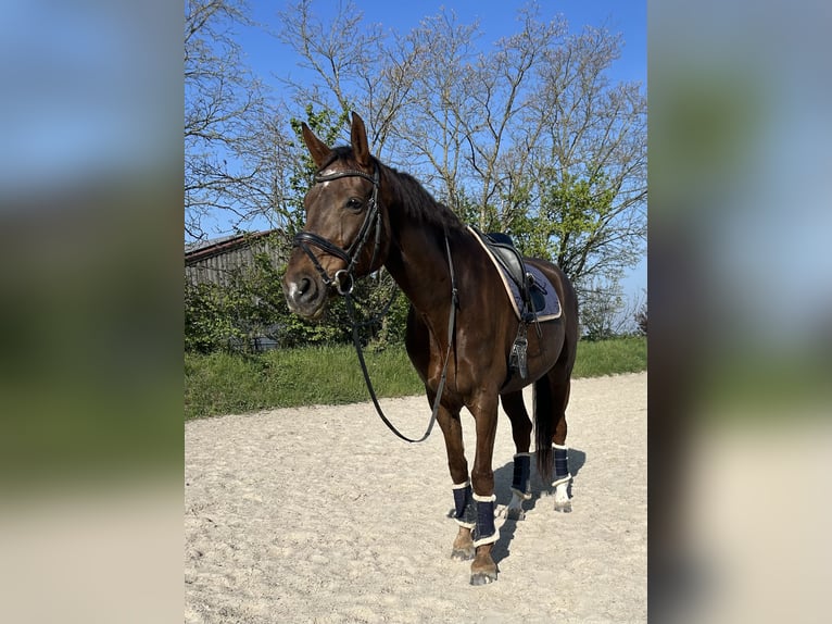 Oldenbourg Jument 11 Ans 175 cm Alezan brûlé in Wiesloch