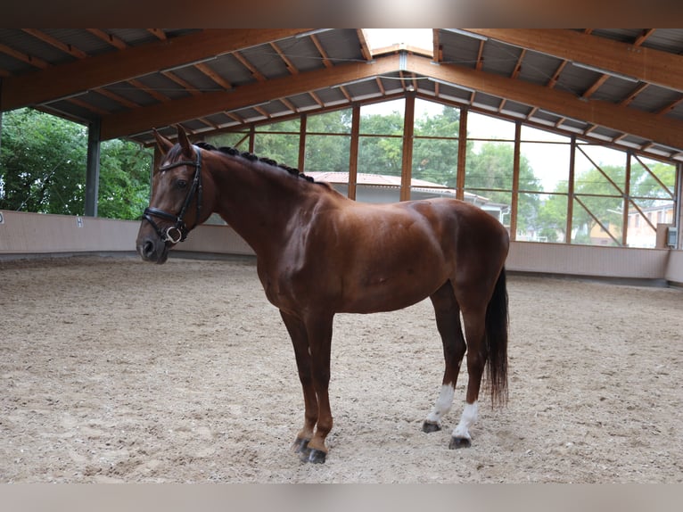 Oldenbourg Jument 11 Ans 175 cm Alezan brûlé in Wiesloch