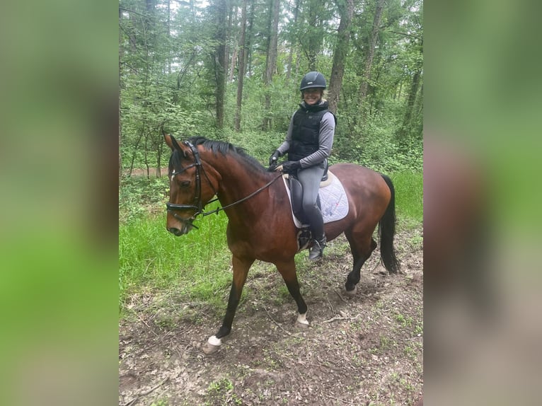 Oldenbourg Jument 11 Ans 175 cm Bai in Nettetal