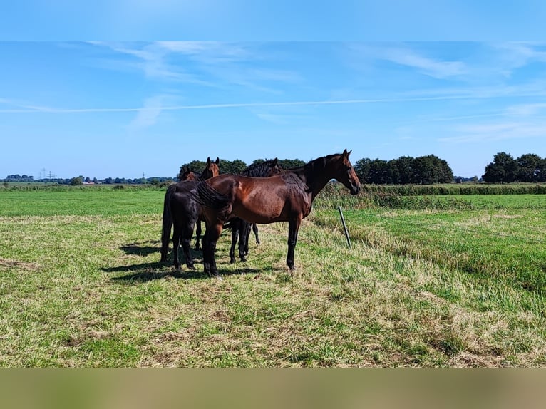 Oldenbourg Jument 11 Ans 175 cm Bai in Westoverledingen