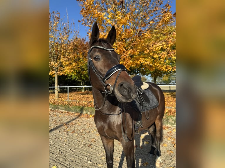 Oldenbourg Jument 11 Ans 176 cm Bai brun in Paderborn