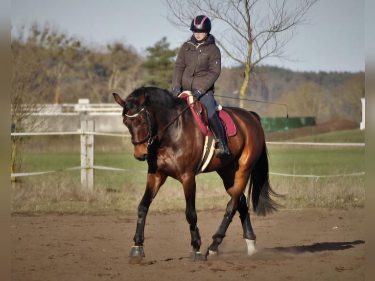 Oldenbourg Jument 11 Ans 178 cm Bai brun in Mellenthin