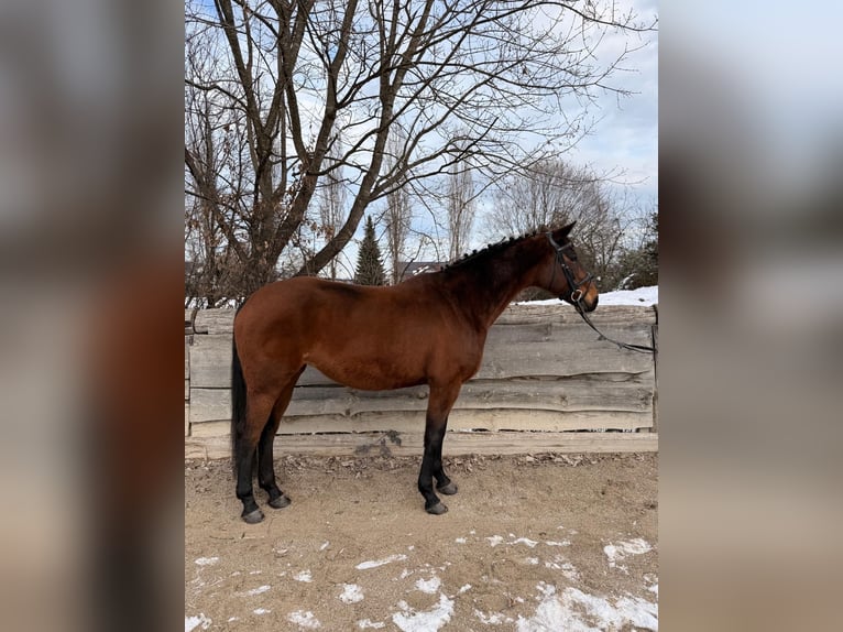 Oldenbourg Jument 11 Ans Bai in Stainz