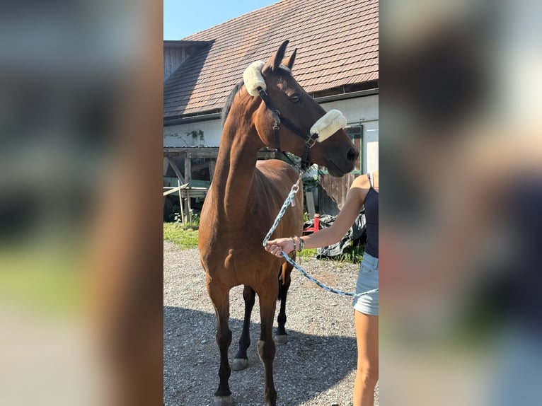 Oldenbourg Jument 11 Ans Bai in Stainz