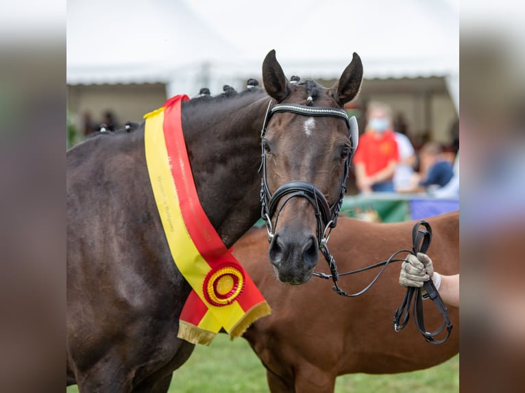 Oldenbourg Jument 12 Ans 152 cm Bai brun foncé in Walchum