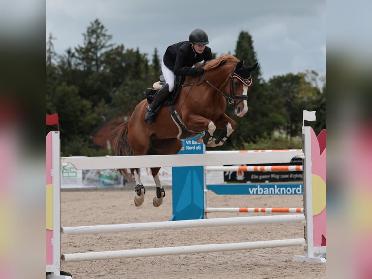 Oldenbourg Jument 12 Ans 158 cm Alezan in D&#xE4;nischenhagen