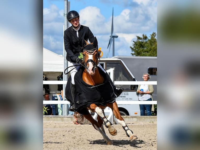 Oldenbourg Jument 12 Ans 158 cm Alezan in D&#xE4;nischenhagen