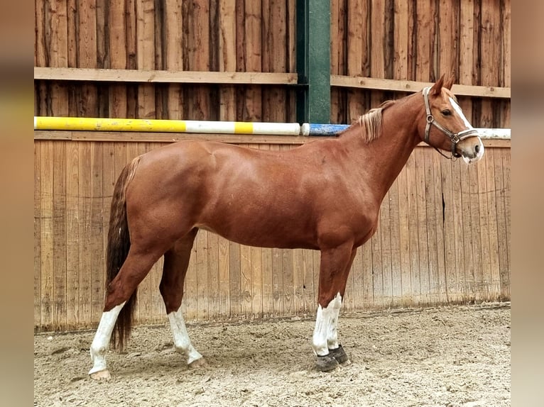 Oldenbourg Jument 12 Ans 158 cm Alezan in D&#xE4;nischenhagen