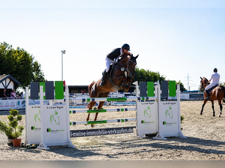 Oldenbourg Jument 12 Ans 160 cm Alezan in Erkelenz