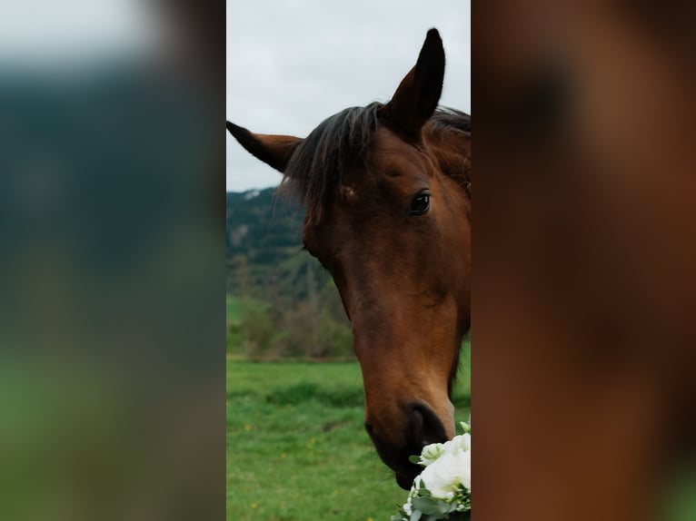 Oldenbourg Jument 12 Ans 161 cm Bai in Aigen im Ennstal