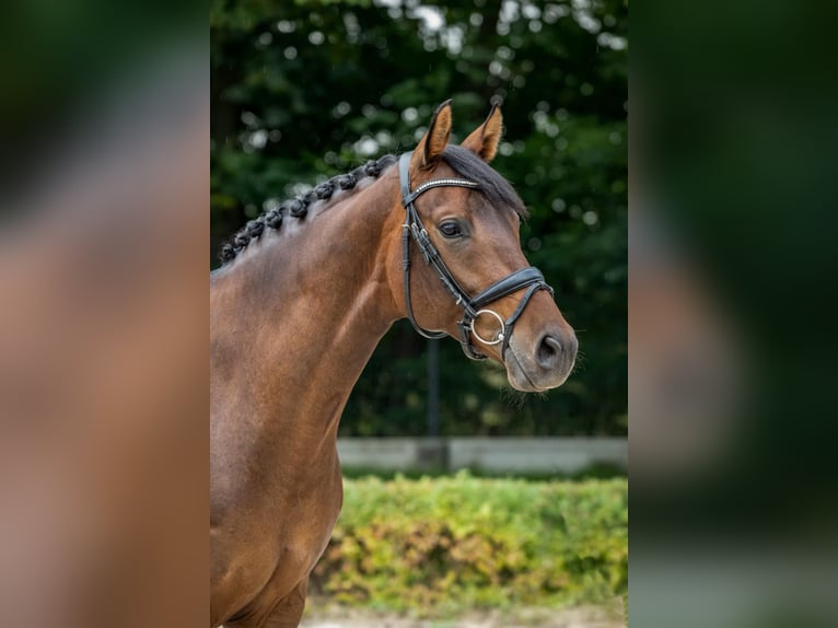 Oldenbourg Jument 12 Ans 163 cm Bai cerise in Doluje