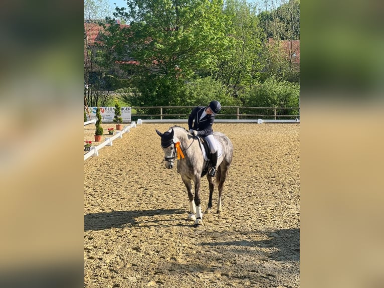 Oldenbourg Jument 12 Ans 163 cm Gris in Schlangen