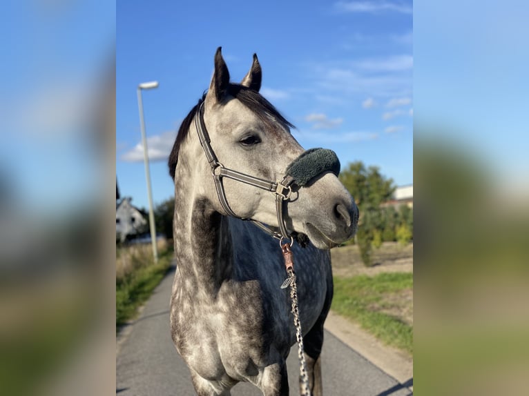 Oldenbourg Jument 12 Ans 163 cm Gris in Schlangen