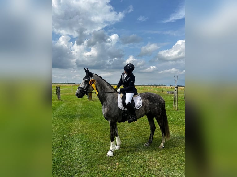 Oldenbourg Jument 12 Ans 163 cm Gris in Schlangen