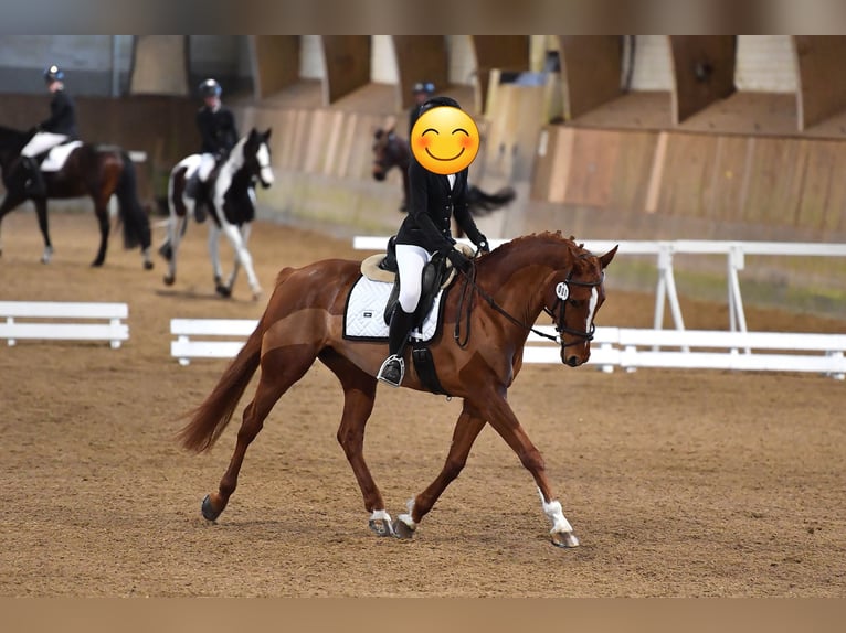 Oldenbourg Jument 12 Ans 164 cm Alezan in Kerzers