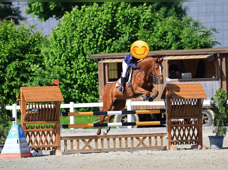 Oldenbourg Jument 12 Ans 164 cm Alezan in Kerzers