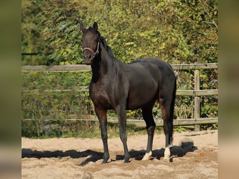 Oldenbourg Jument 12 Ans 164 cm Bai brun in Radeburg
