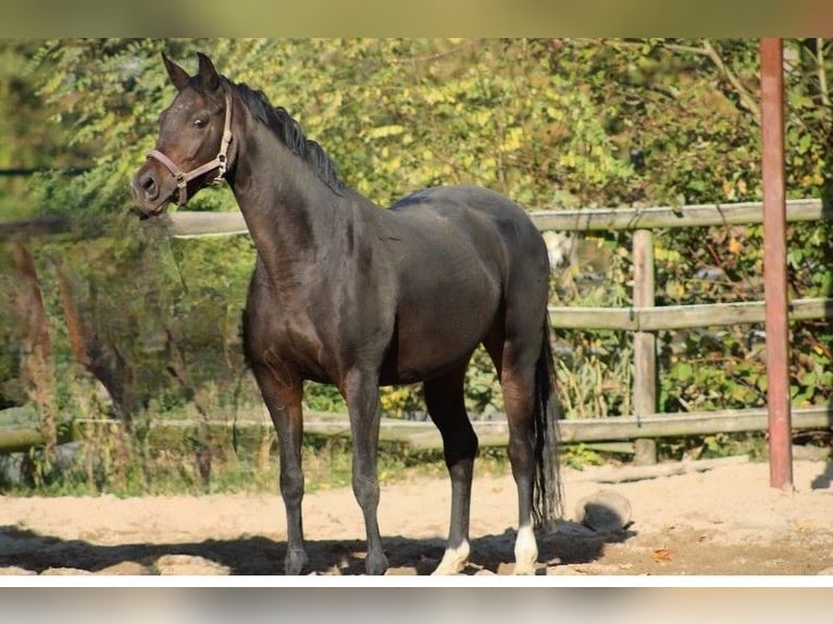 Oldenbourg Jument 12 Ans 164 cm Bai brun in Radeburg