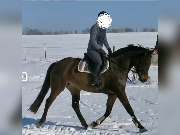 Oldenbourg Jument 12 Ans 165 cm Alezan brûlé in Trappenkamp