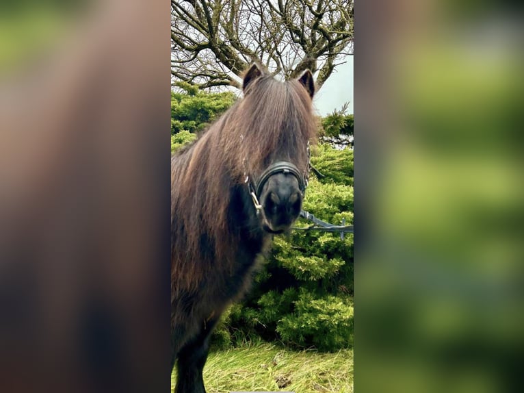 Oldenbourg Jument 12 Ans 165 cm Bai brun in Pelmberg