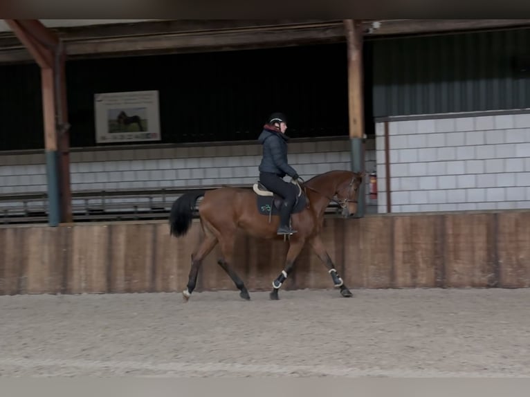 Oldenbourg Jument 12 Ans 165 cm Bai in Oud Gastel