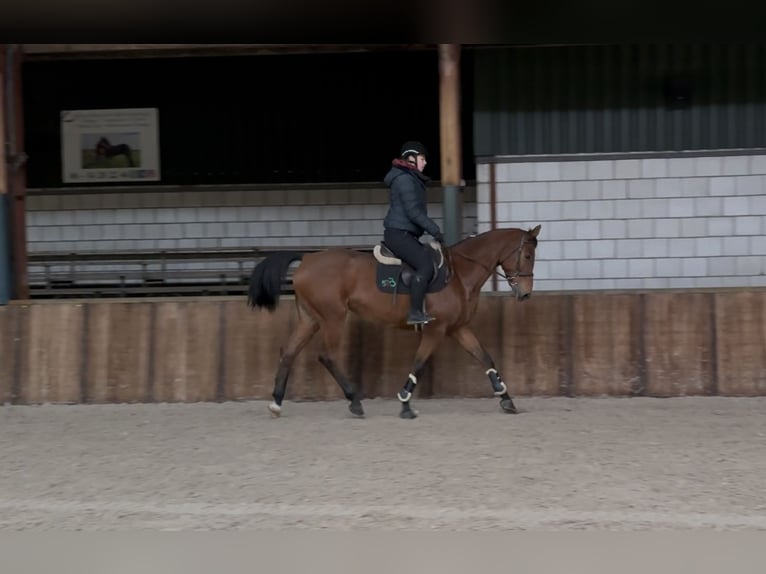 Oldenbourg Jument 12 Ans 165 cm Bai in Oud Gastel