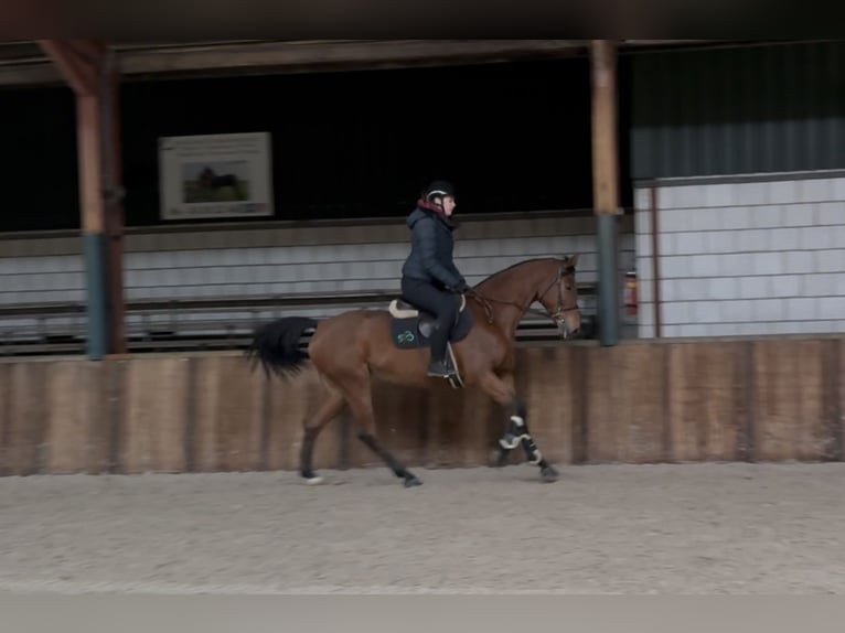 Oldenbourg Jument 12 Ans 165 cm Bai in Oud Gastel