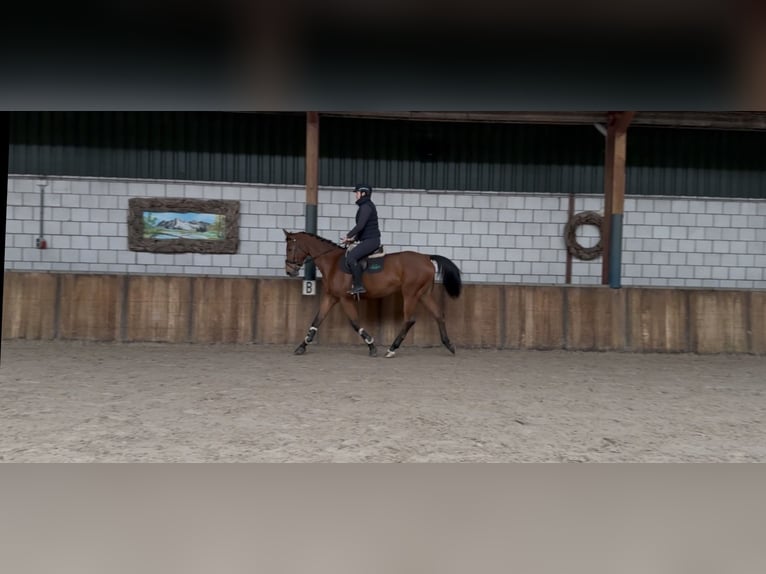 Oldenbourg Jument 12 Ans 165 cm Bai in Oud Gastel