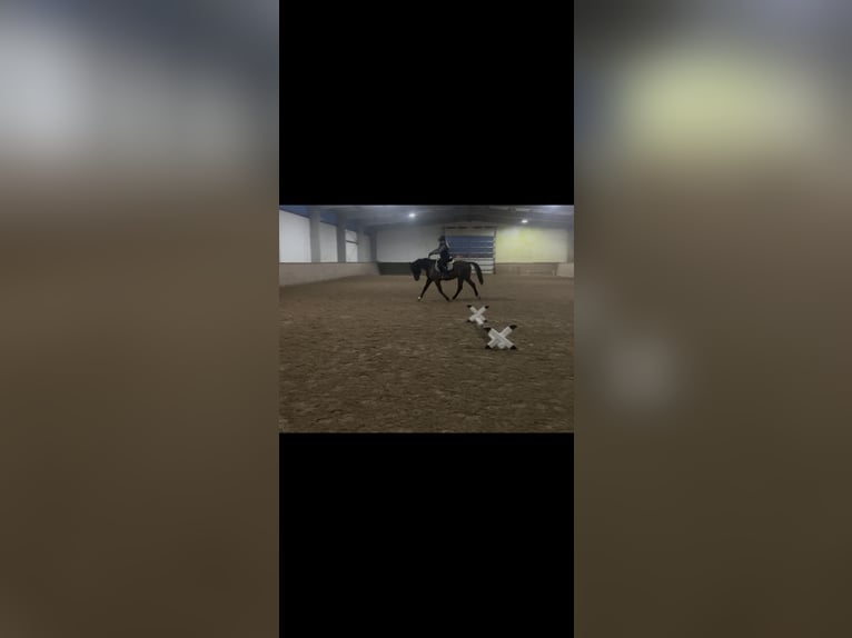 Oldenbourg Jument 12 Ans 165 cm Bai in Grimma