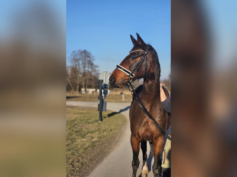 Oldenbourg Jument 12 Ans 165 cm Bai in Dießen am Ammersee