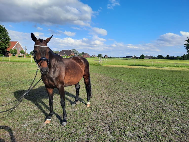 Oldenbourg Jument 12 Ans 165 cm Bai in Südbrookmerland Victorbur