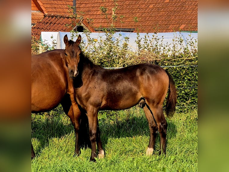 Oldenbourg Jument 12 Ans 165 cm Bai in Westerstede