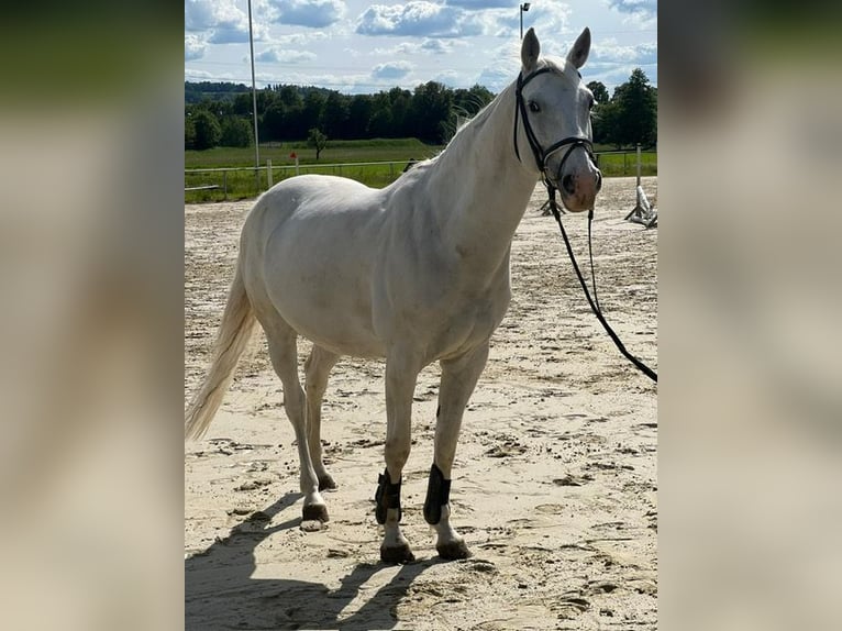 Oldenbourg Jument 12 Ans 165 cm Gris in Lahnau