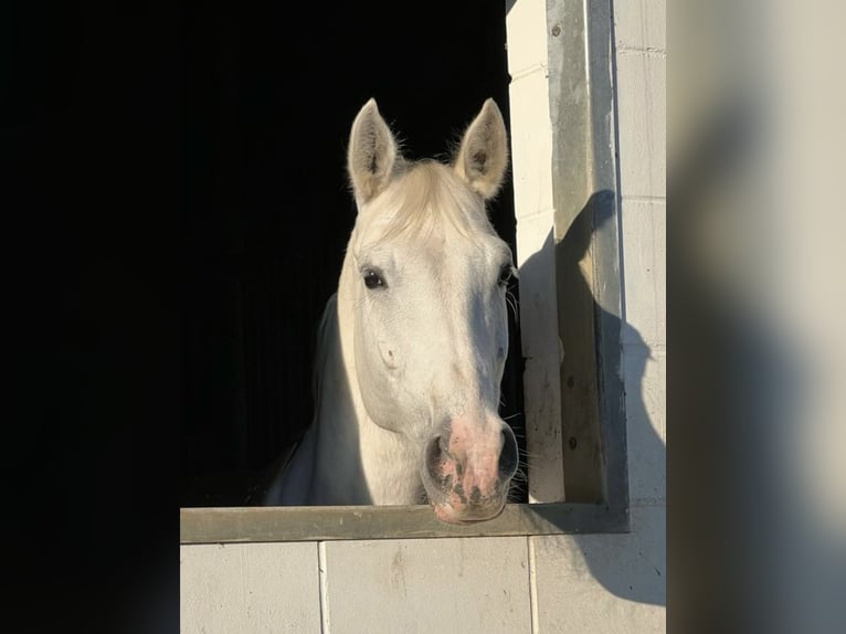 Oldenbourg Jument 12 Ans 165 cm Gris in Lahnau