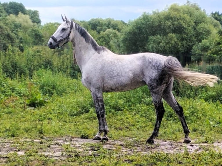 Oldenbourg Jument 12 Ans 165 cm Gris in Magdeburg