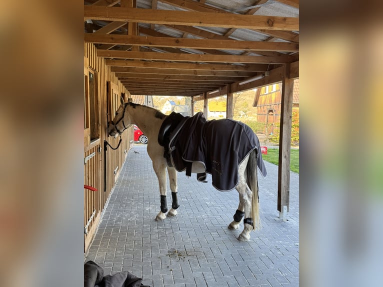 Oldenbourg Jument 12 Ans 165 cm Gris in Westerstede