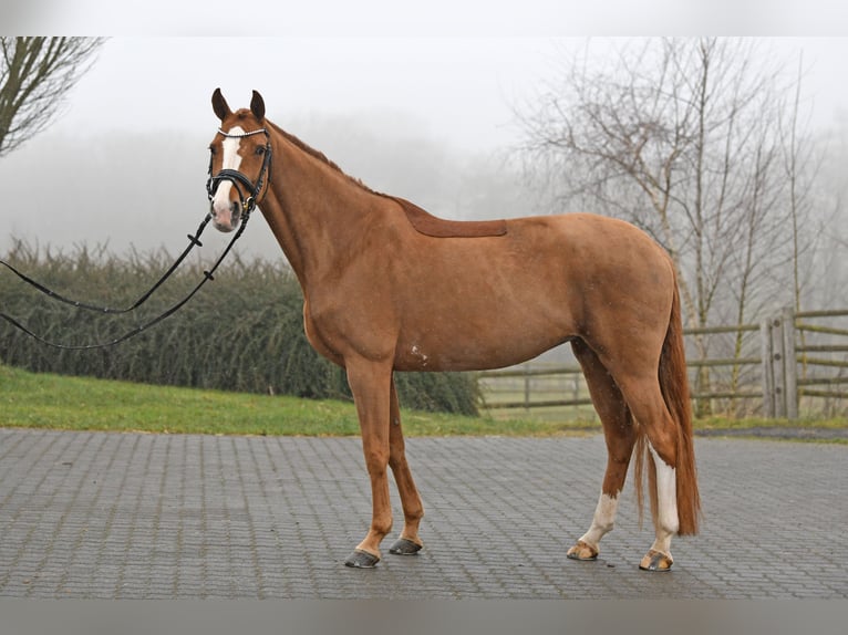 Oldenbourg Jument 12 Ans 166 cm Alezan in Bonefeld