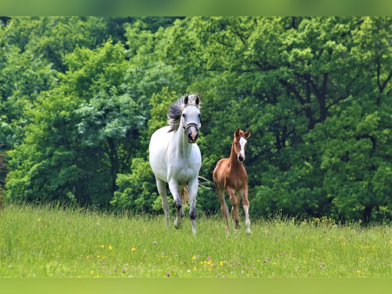 Oldenbourg Jument 12 Ans 166 cm Gris in Mielno
