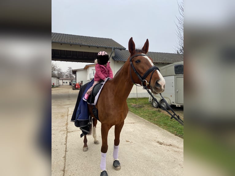 Oldenbourg Jument 12 Ans 167 cm Alezan brûlé in Neuenburg am Rhein/Grissheim