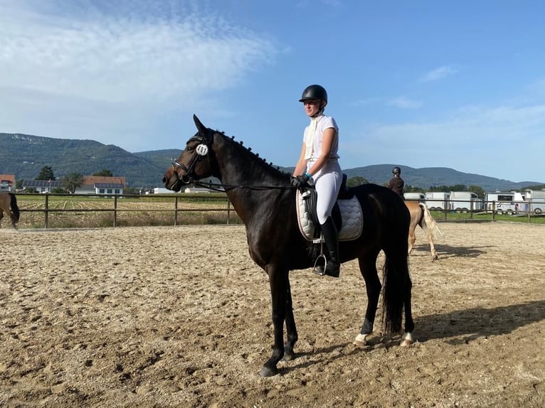 Oldenbourg Jument 12 Ans 167 cm Bai brun in Ersigen