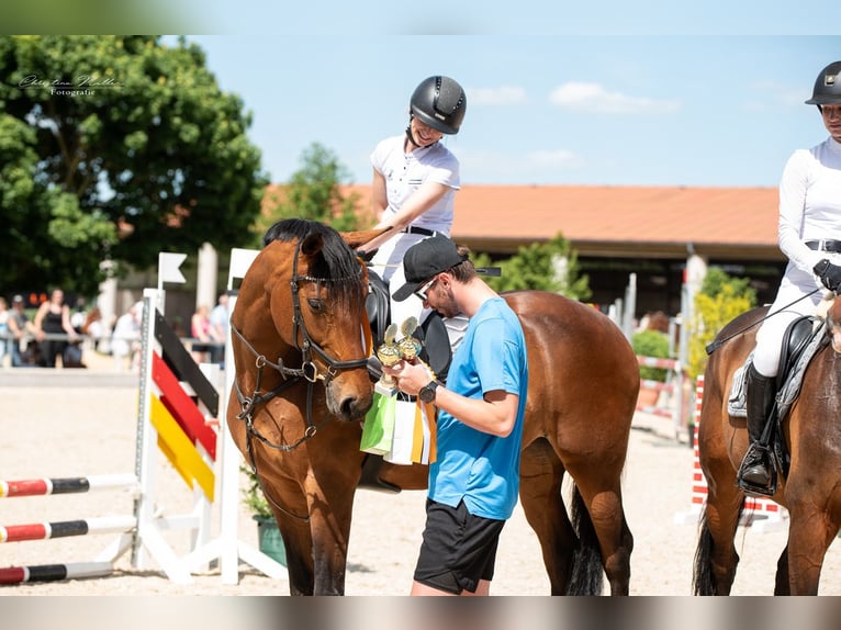 Oldenbourg Jument 12 Ans 167 cm Bai in Großlangheim