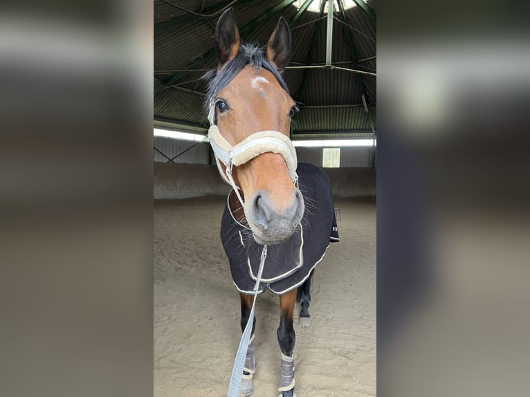 Oldenbourg Jument 12 Ans 167 cm Bai in Großlangheim