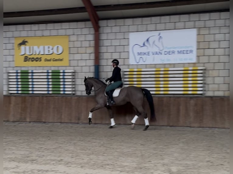 Oldenbourg Jument 12 Ans 168 cm Bai brun in Oud Gastel