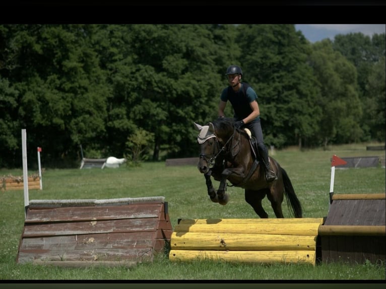 Oldenbourg Jument 12 Ans 168 cm Bai brun in Groitzsch