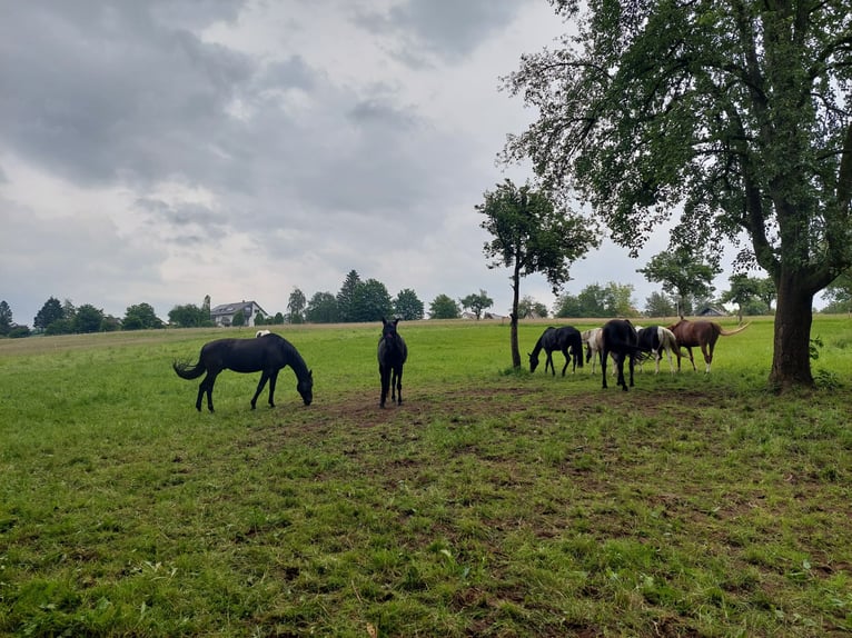 Oldenbourg Jument 12 Ans 168 cm Bai brun foncé in Malsch